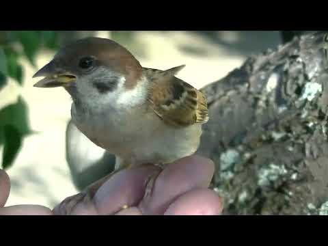手の上に来た可愛い小雀 20220628pm 1（天満宮）