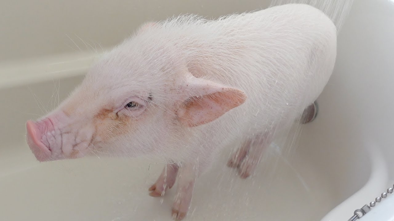 新しいお家のお風呂い入るミニブタがこちらｗ