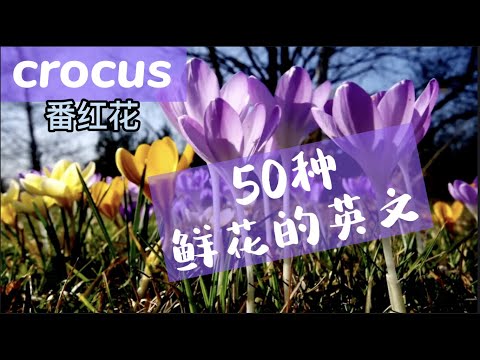 花的名字和圖片