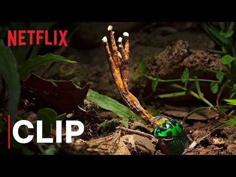 Video trailer för Our Planet | Fungus | Clip | Netflix