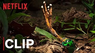 Our Planet | Fungus | Clip | Netflix