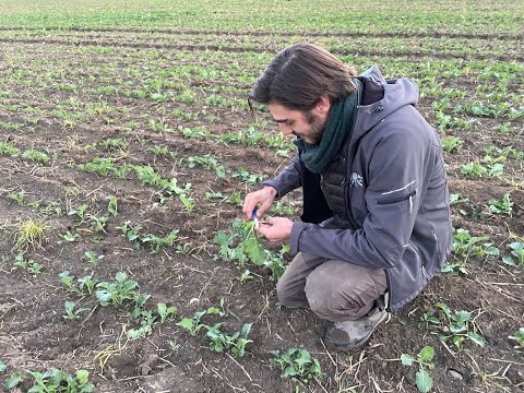 Feldexkursion 226: Wachstumsregler im Herbst, N.U. Agrar - 01.10.2022