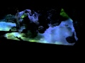 Stingray Sharks View At Mandalay Bay Shark Reef In Las Vegas 5