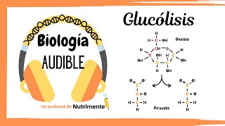 E9: Glucólisis paso a paso Con y Sin oxígeno, y su Regulación