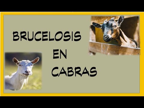 , title : 'BRUCELOSIS EN CABRAS'