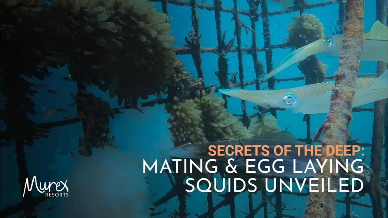 Mating Rituals and Egg Laying of Squids Found in Bunaken Video facade placeholder