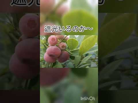 アロニア・メラノカルパ（黒い果実のチョークベリー）をいつ、どのように植えるのですか？  庭園