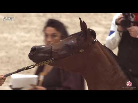 N 17 TAIBAH AL BARIQ   Paris 2019   Yearling Fillies Class 1B
