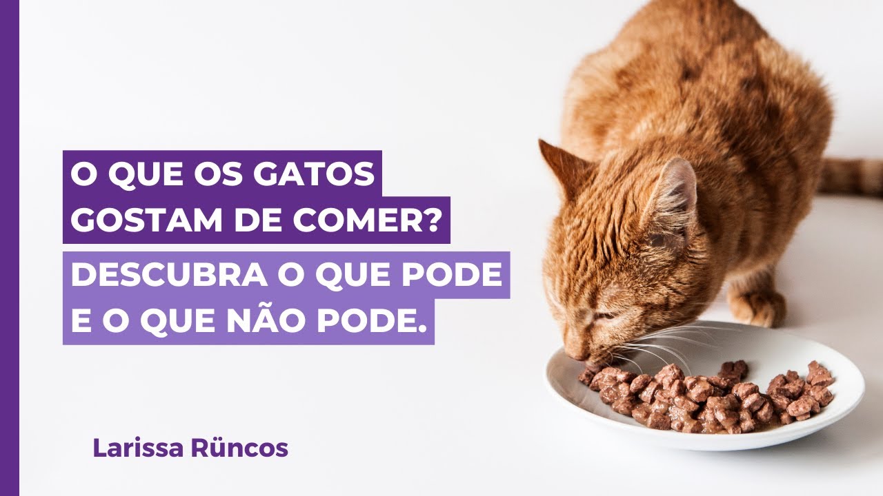 O que os gatos gostam de comer? Descubra o que pode e o que não pode.