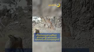 Բեզոարյան այծերը՝ «Խոսրովի անտառ» պետական արգելոցում