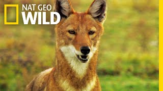 Go on a Journey with an Ethiopian Wolf Family | Nat Geo Wild