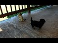 Yorkiepoo dogs for sale: Kaden - Video 1