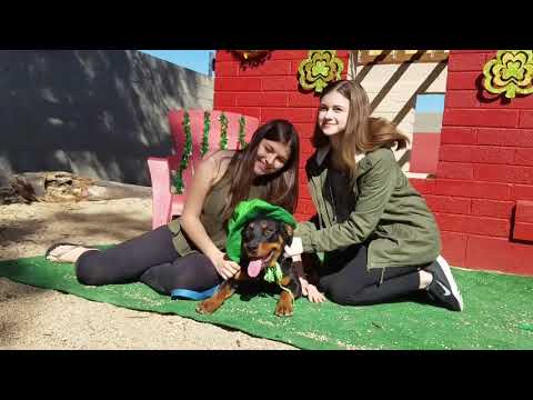 REGINA, an adopted Rottweiler Mix in Phoenix, AZ_image-1