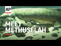 Meet Methuselah Likely Oldest Aquarium Fish