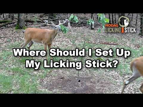 Do Licking Sticks Only Work in Food Plots? Deer Hunting Strategy and Trail Cameras!