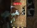 Cat Vs Cow Video Viral Viralvideo ट्रेडिंग Subscribe Viral Video Shortfeed Love Shor