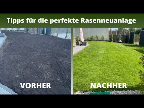 Rasen nach 7-8 Wochen 🌱 | Anleitung zum Traumrasen | Unkraut regelmäßig und früh entfernen