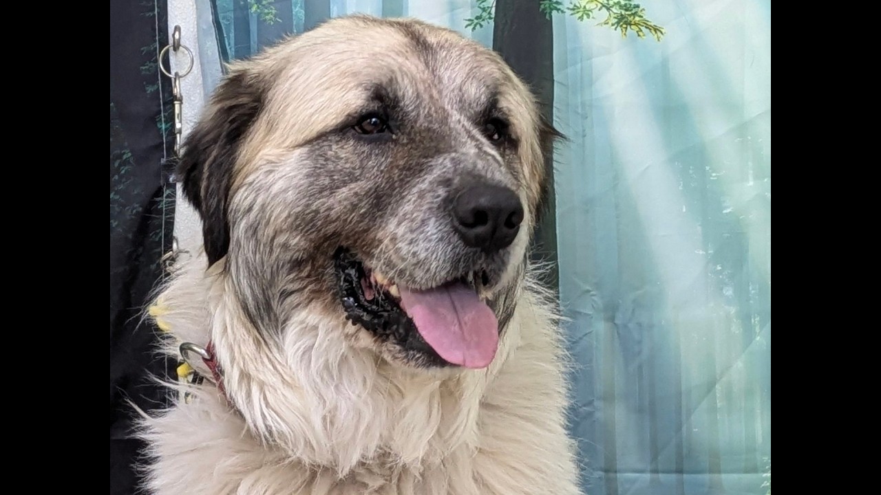 Enlarge Tahoka, an adopted mixed breed in Monroe, WA video 6/6