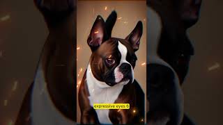 10 Interesting Habits of Boston Terrier Dogs | Boston Terrier Puppies | Boston Terrier Playing