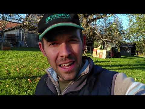 Harvesting cider apples / Picking up cider apples / Storing eating apples from standard trees / S...