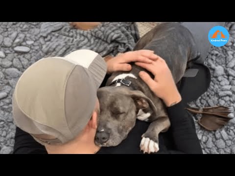 Chained Dog Tastes Freedom for the First Time — Only $23