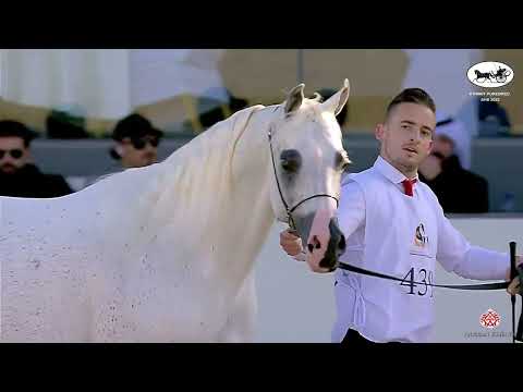N.439 KHALED ALHAMAD - Kuwait Purebred Arabian Horses Show 2022 - Stallions 7+ Years Old (Class 10)