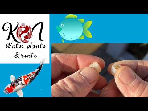 KOI POND UPDATE#how I clean my filters k1/k+ maturing comparison