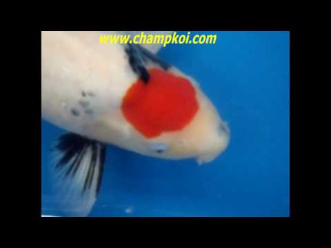 Tancho Showa 17 D 892