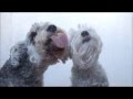 Free Screen Cleaner My Dogs Licking Your Screen