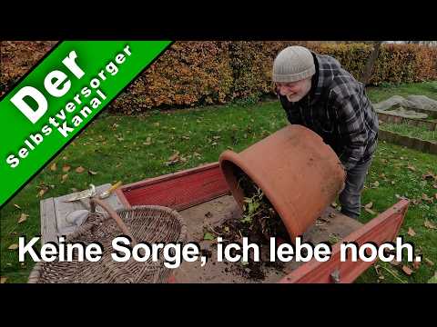 Süßkartoffel-Anbau: Einfache Schritte für reiche Ernte