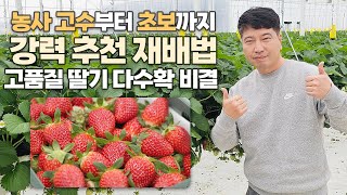 농사 고수부터 초보까지 강력 추천하는 재배법! 고품질 딸기 다수확 비결 공개