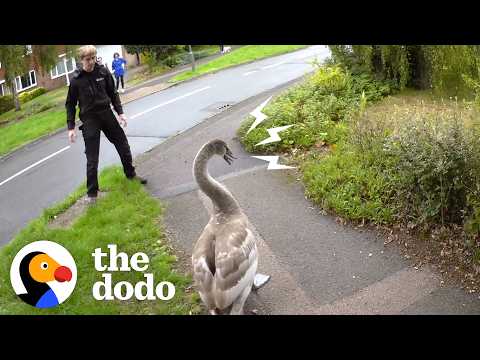 Angry Swan Beats Up His Rescuers — And Meets His New Family | The Dodo