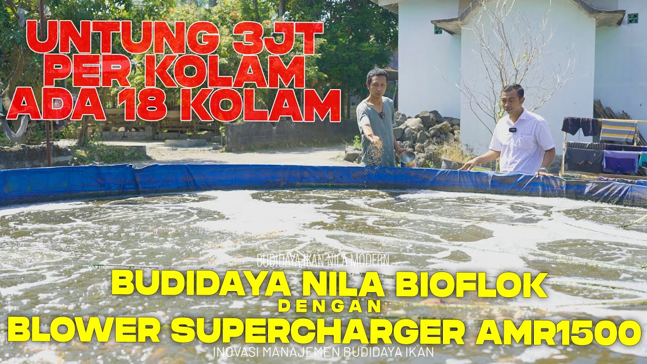Cara Budidaya ikan Nila Bioflok dengan Blower Supercharger AMR1500