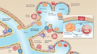 Barrier Surfaces of the Innate Immune System