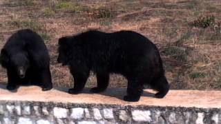 preview picture of video 'Bear playing at the Birsa Zoological Park,Ormanjhi Ranchi'