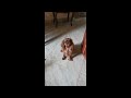 English Toy Spaniel puppy for sale