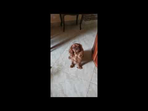 King Charles Spaniel puppy for sale