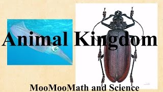 Kingdom animalia-characteristics,examples