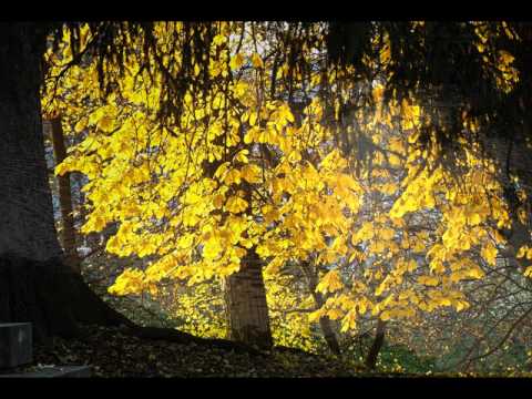 Nedvědi - Hrášek (cover by já)