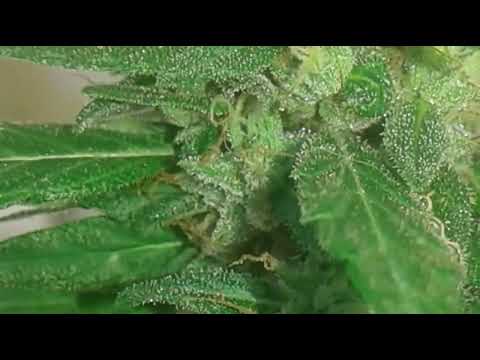 Kidane Mariam_ Perfect Healing. Mixtape 2022.