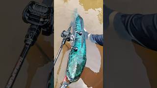 Toman monster dengan tenaga yang besar 😱💥 #casting #castingtoman #mancing