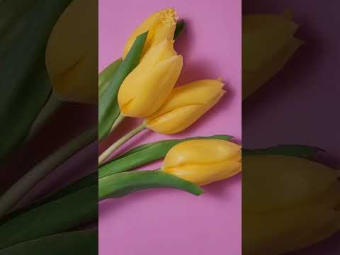 Salma Flowers – Where Every Flower Tells a Story | Luxury Bouquets & Delivery