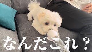 誰もが自分でトリミングできると噂のマシーンを怖がり犬に使ってみたら…【IvittyPetバリカンセット】