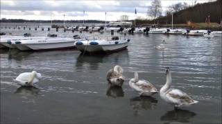 preview picture of video 'Hochwasser am Strelasund'