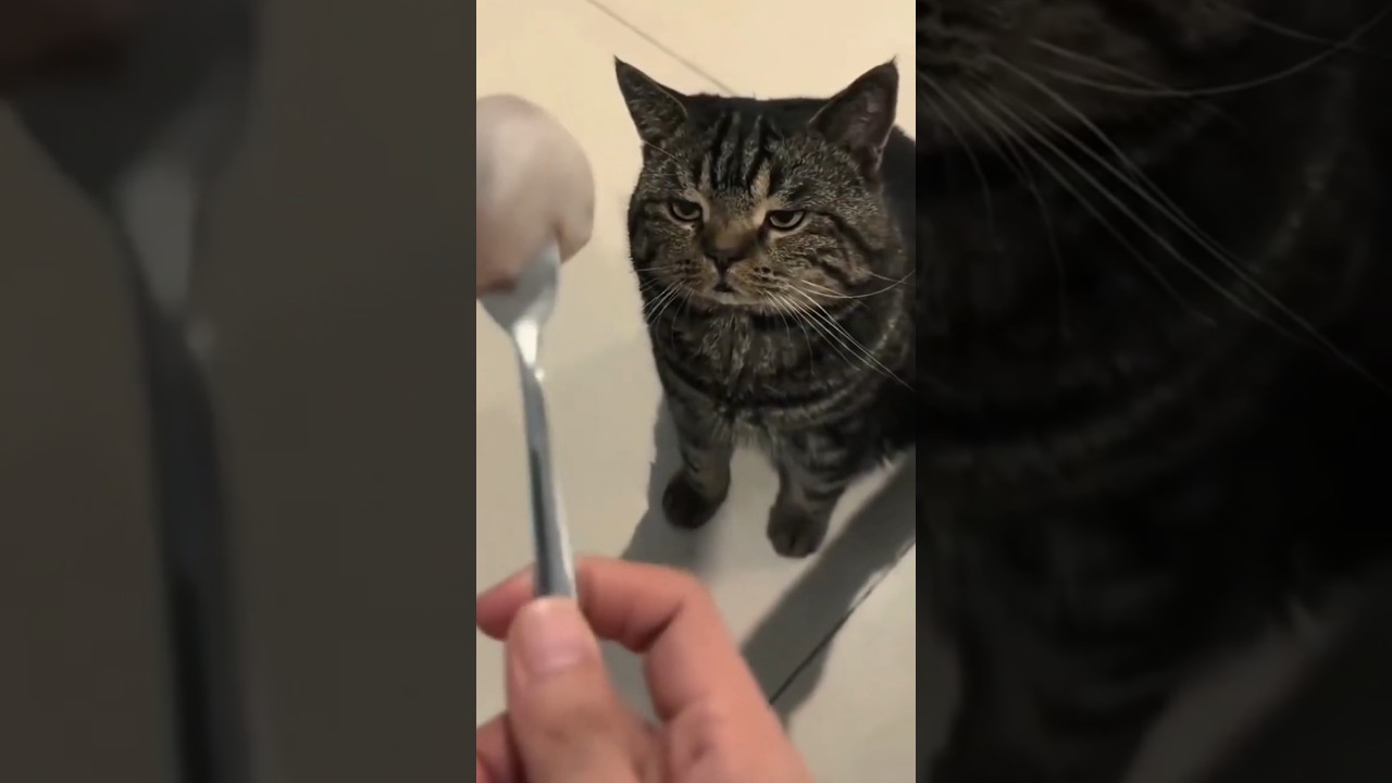 These cats have the funniest scared faces #funny #cat #hilarious  #funnyvideo #cats