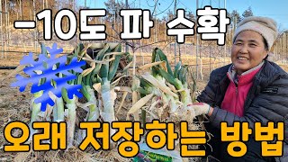 영하10도에도 생생한 파 수확, 저장방법은?