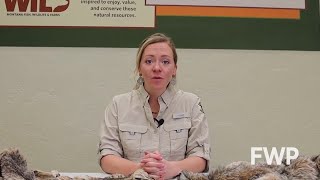 Is it a Lynx or a Bobcat Learn the difference
