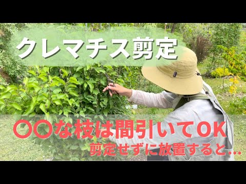 園芸 小花クレマチスの剪定