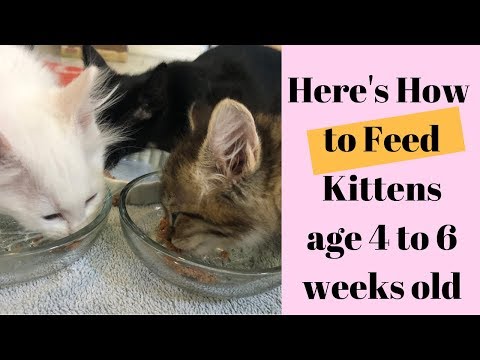 What & How to Feed Kittens age 4 to 6 Weeks old - YouTube