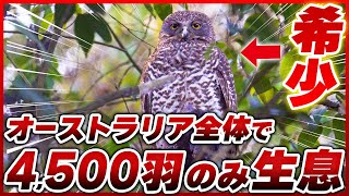 【探す】オーストラリア最大のふくろう【パワフルアウル】